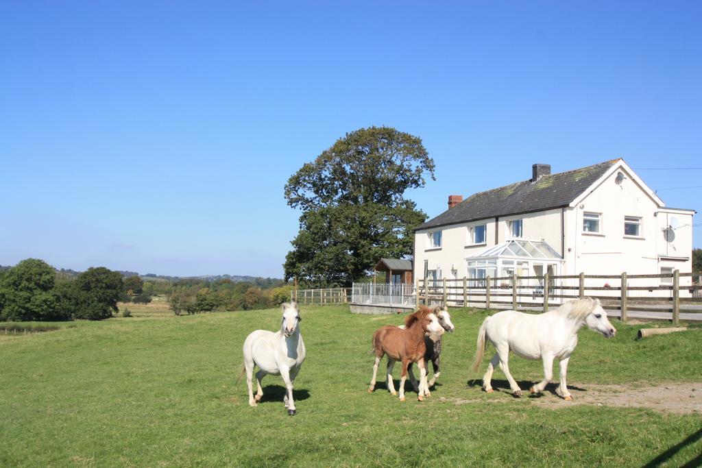 Cob Cottage Tregaron Bagian luar foto