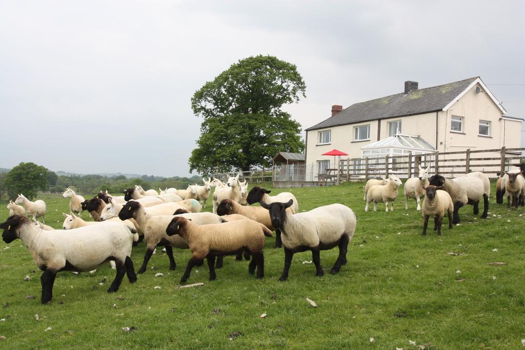 Cob Cottage Tregaron Bagian luar foto